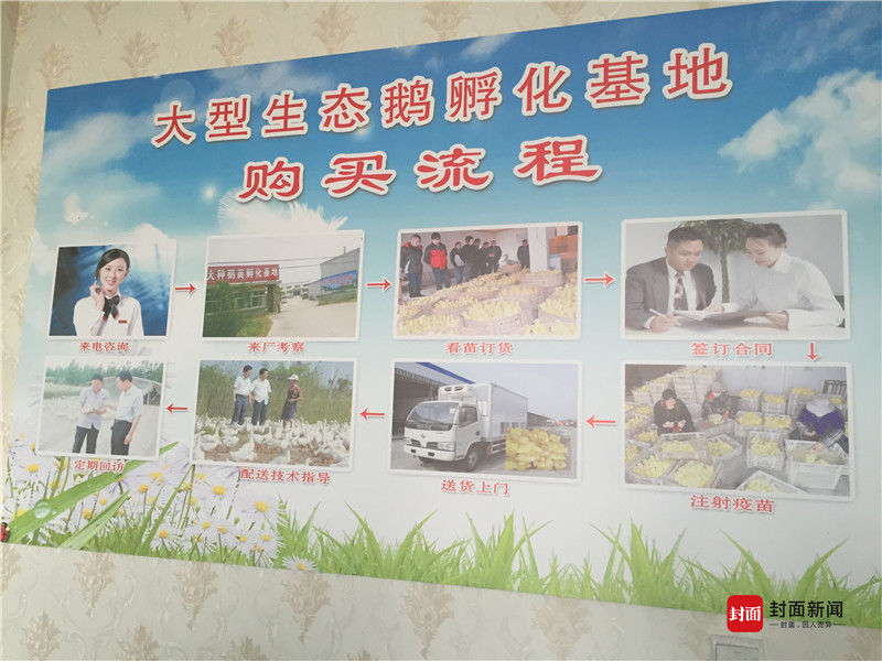 江苏沭阳形成养鹅诈骗产业链 受害者：跟莆田系骗人一样
